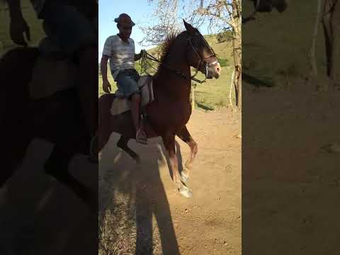 Mangalarga com quarto de milha