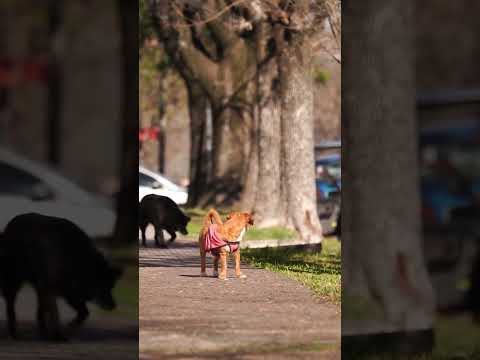Una vueltita por Villa Elisa en este último lunes de junio  #entrerios #villaelisa #bienestar