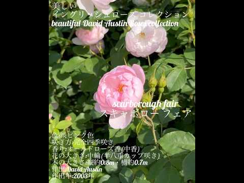 イングリッシュローズ「コーヴィデール」 植物