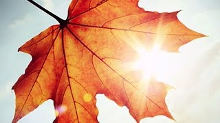 George Cables -- Cheese Cake