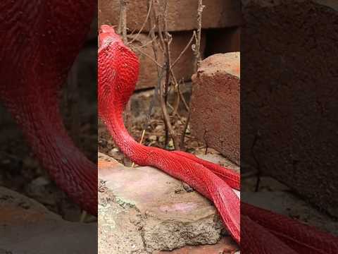 #youtubeshorts #shorts red spectacle cobra in jharkhand