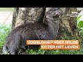 Wilde otter slachtoffer van vogelgriep: 'Overheid moet op ernst van de situatie letten'