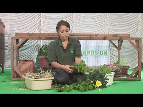 How To Mix Your Own Guinea Pig Food