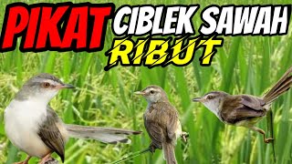 Download lagu suara pikat ciblek sawah ribut mp3 Download lagu suara pikat ciblek sawah ribut mp3