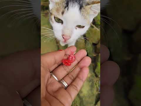 #sayana #cat #funny #cartoon