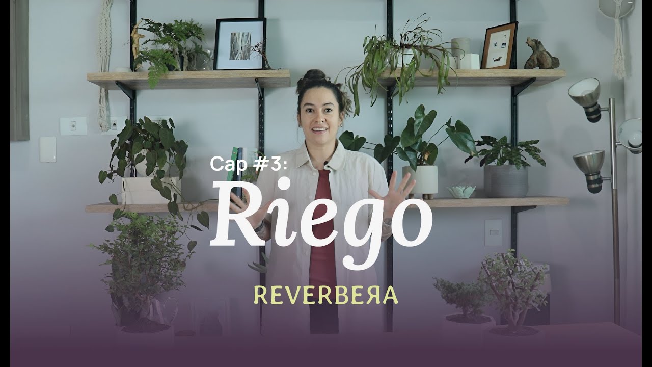 El riego en el cuidado de las plantas