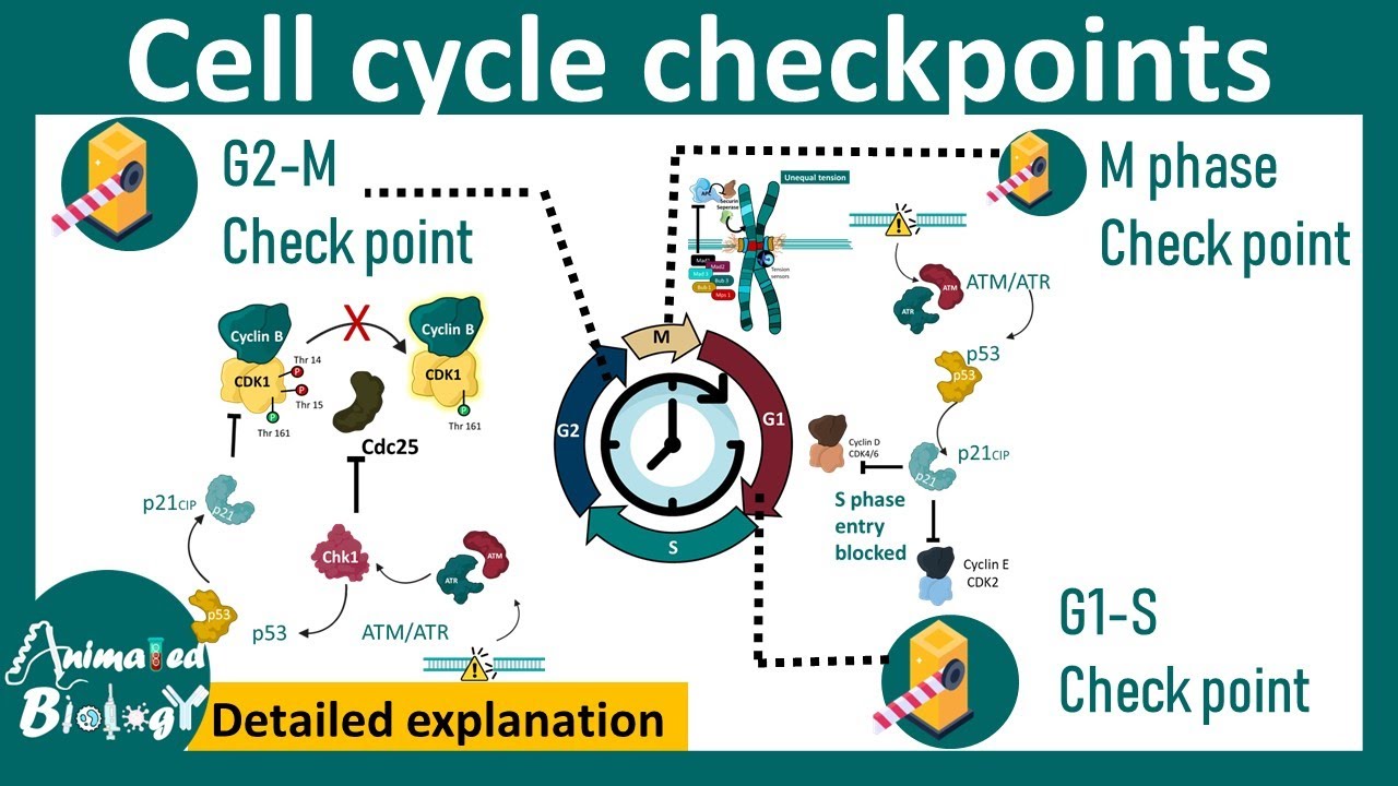 Cell cycle checkpoints |  DNA damage checkpoint | spindle assembly checkpoint | Cell biology