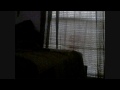 Clumsy Cat FTW