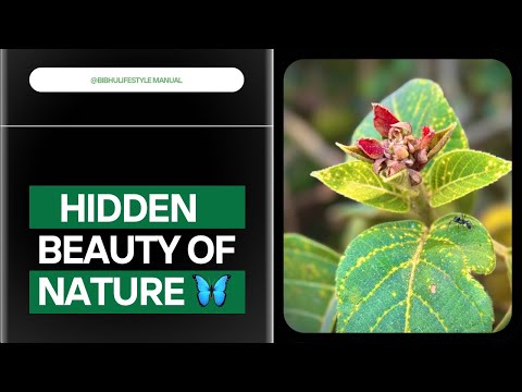 Hidden beauty of nature 🍂🌿(@BIBHU￼LIFESTYLEMANUAL)