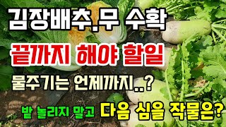 김장배추.무 수확시기 속이 꽉차고 단단하게 키우려면 끝까지 해야할일 다음 심을 작물은?