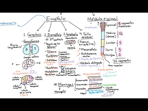 Neuroanatomy: Introduction. Classification and general concepts
