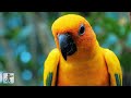 Breathtaking Birds Amazing Nature Scenery The Best Relax Music