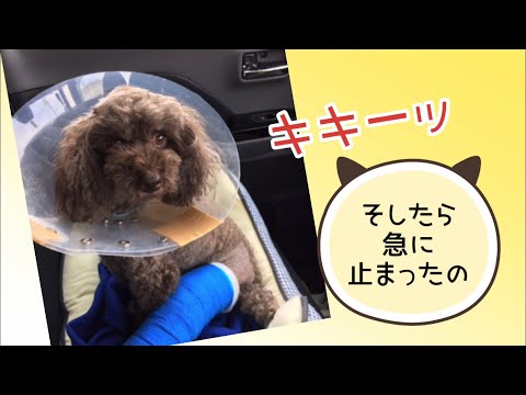ワンワンU・x・Uお悩み相談室9️⃣0️⃣〜越前市「小春ちゃん」#ETCゲート は前の車の動きにご注意を