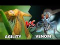 Dragonflies VS Robber flies