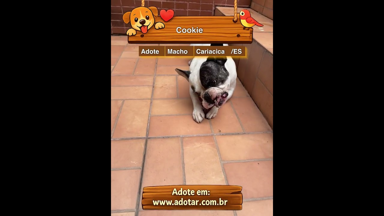 Cachorro raça Bulldog idade 5 anos nome Cookie