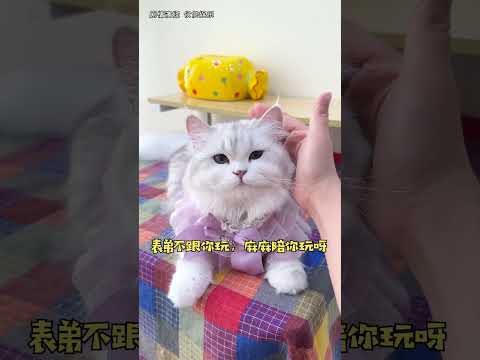 【小扶蝶的日常】大家還喜歡小蝶嗎？