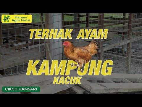, title : 'Ayam kampung kacuk | Hanani Agro Farm'
