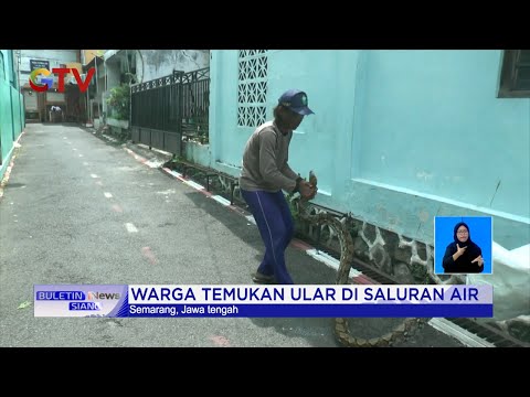 WASPADA! Ular Korban Masuk Rumah #BuletiniNewsSiang 09/12