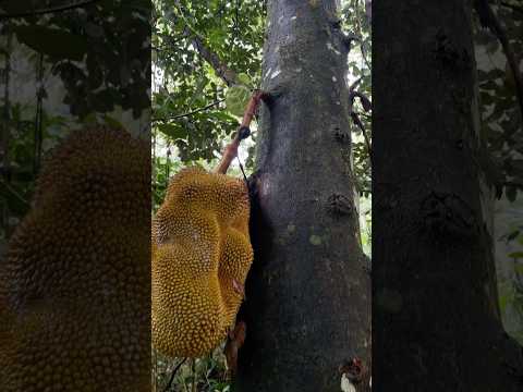 ¿Esta es la FRUTA MÁS GRANDE del mundo? 🌳 #Pastaza