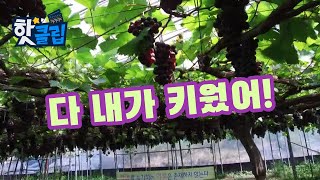 한 그루에 4,500송이가 달린 포도나무의 비결 [핫클립] / YTN 사이언스