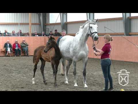 HEI057 Hengstfohlen von Cornet Obolensky   Nekton   Acorado