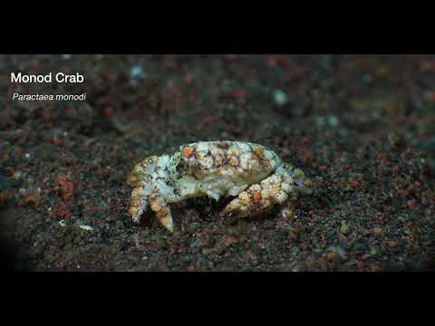 Bali Crabs - scuba diving video