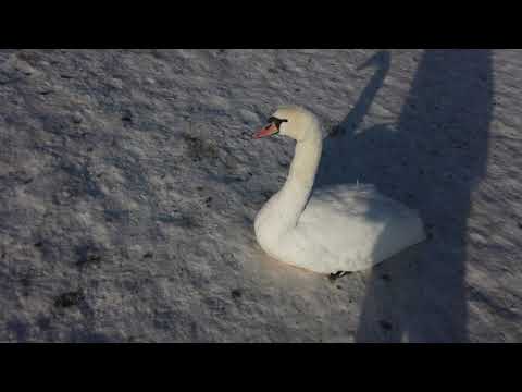 Кенгарагс. Зимний Променад.  Рига 2021.