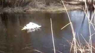 Watch People Rescue Entangled Swans - How Did It Happen? Спасение Лебедей. Gulbju izglābšana.