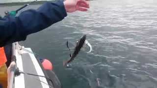 preview picture of video 'Coalie fishing with Sligo Boat Charters'