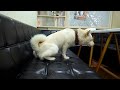 Oh My God The Naughty Dog Peed On Sofa Because He Didn T Receive A Gift Animal Dog Doglover