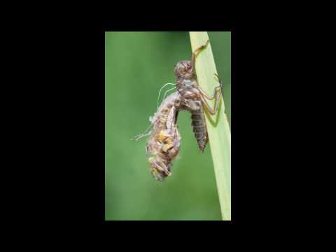 Die Libelle schlüpft