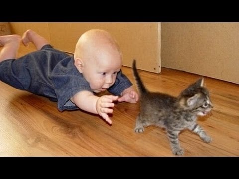 Analisi di vermi a un gatto Come liberarsi da lyambliya in un organismo
