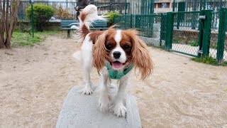 Vanilla goes to her favorite dog park