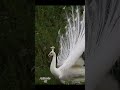 @1080 Peacock sound short video #birds #peacocksound
