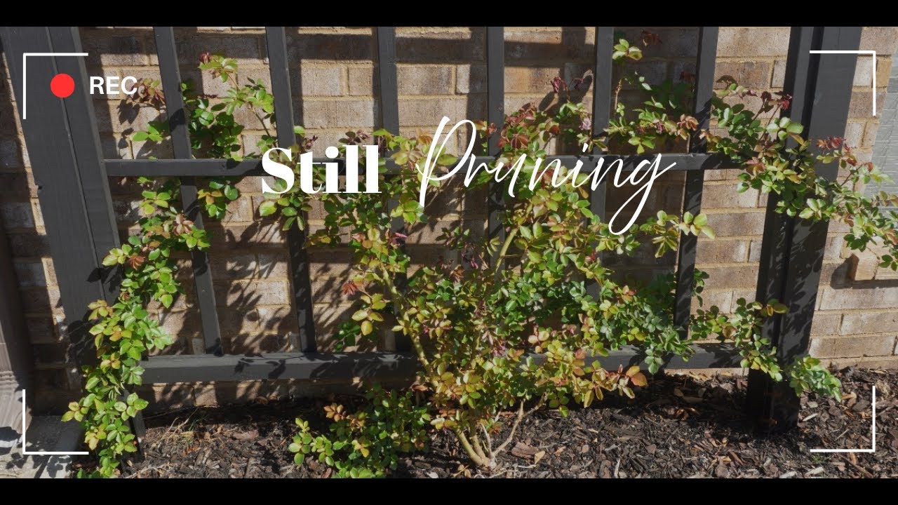 Spring Clean Up & Pruning | Eden Climbing Rose, Karl Foerster grass & Little Lime Hydrangea