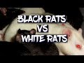 There's a huge difference between black and white rats!