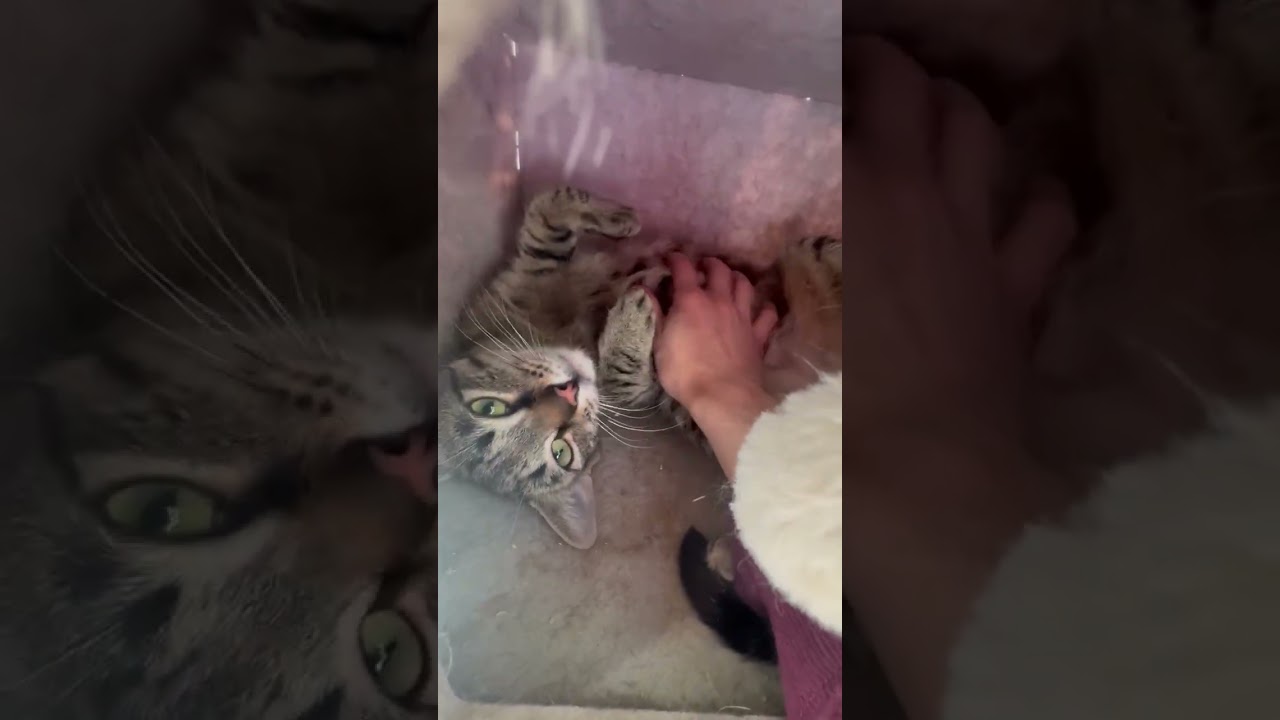 Enlarge Clyde, a ADOPTABLE mixed breed in East Brunswick, NJ video 4/4