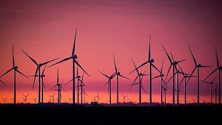 Offshore-Windräder und Vogelschlag: Forscher setzen Wärmebildkameras ein
