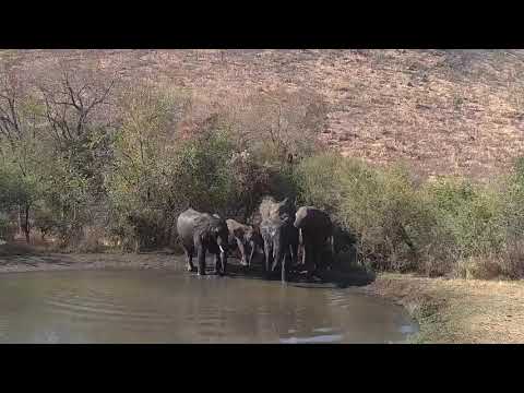 Kwa: Elephants drinking and then into the field - 15:13 - 08/18/19