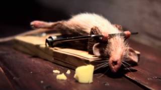preview picture of video 'Bẩy chuột bá đạo nhất trong lịch sử bắt chuột của loài người'