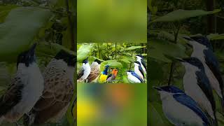 Download lagu kutilang ribut pikat vs burcil‼️ mp3