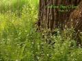 Kristian Stanfill - Beautiful Jesus 