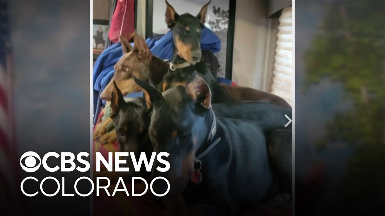 No stolen puppies yet recovered as killers of Idaho Springs dog breeder sought