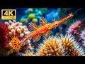 Under Red Sea 4K Stunning Coral Reefs Tropical Fish Jellyfish