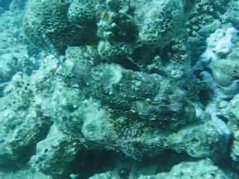 Diving Akassia, Tauchplatz Abu Dabab, zw. El Quseir und Marsa Alam, Abu Dabbab (Marsa Alam),Ägypten