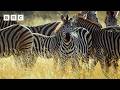 Lions Launch Surprise Zebra Hunt Big Cats 24 7 Series 2 BBC