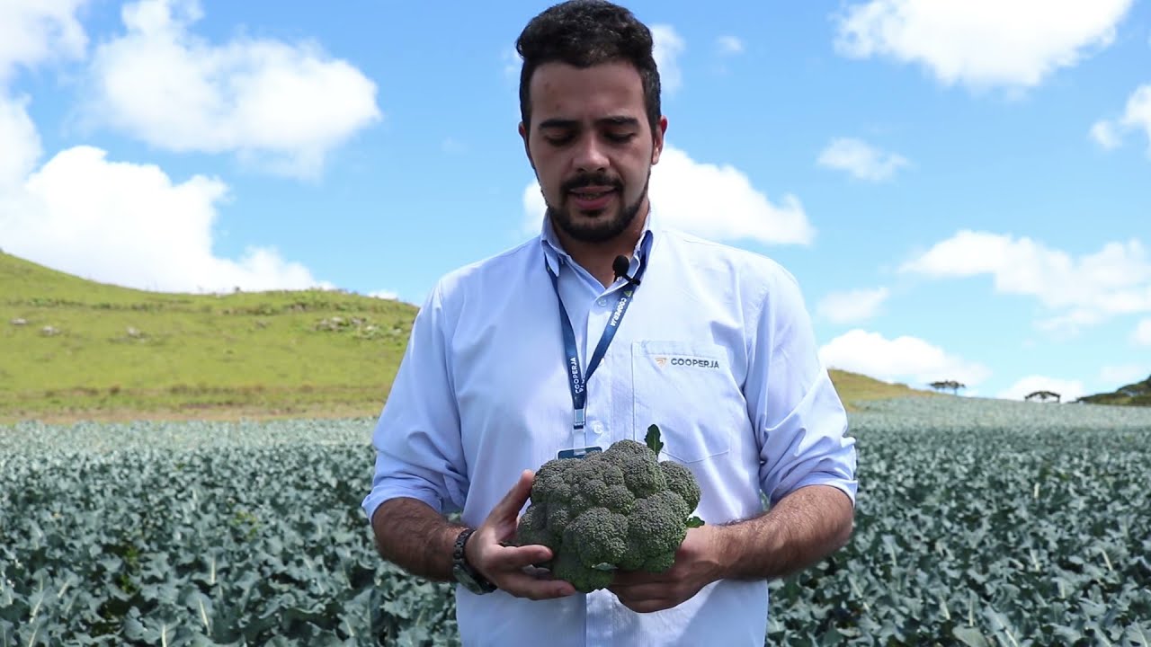 Manejo de fertilizantes Nobre na cultura do Brócolis