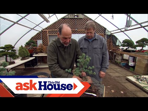 , title : 'How to Create Bonsai from Regular Trees | Ask This Old House'