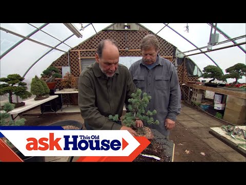 How to Create Bonsai from Regular Trees | Ask This Old House