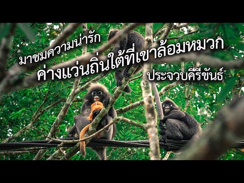 Southern Dusky Leaf Monkey
